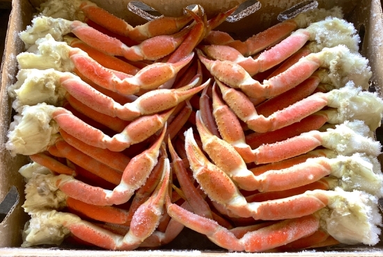 shrimp_07